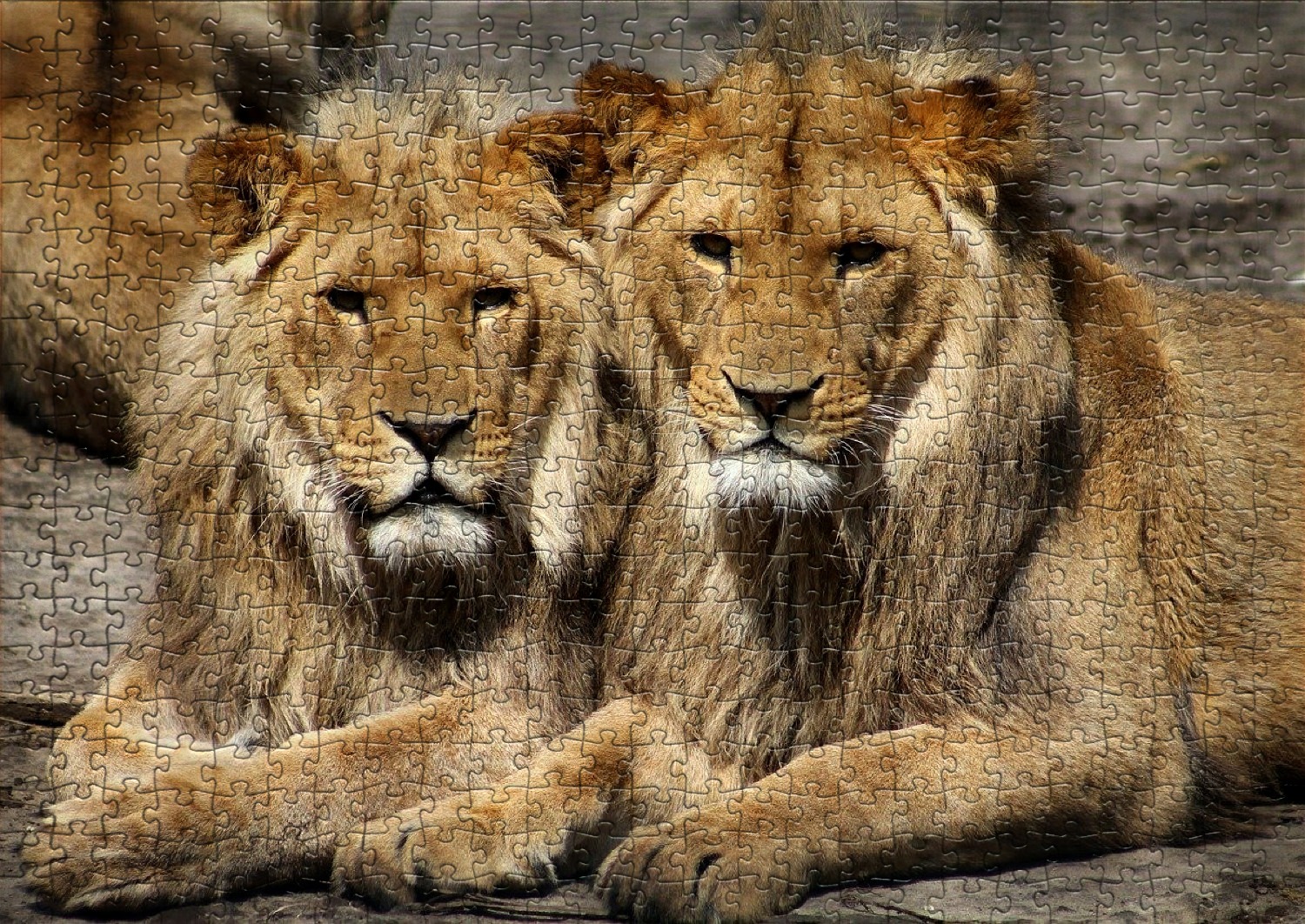 Les lions en puzzles