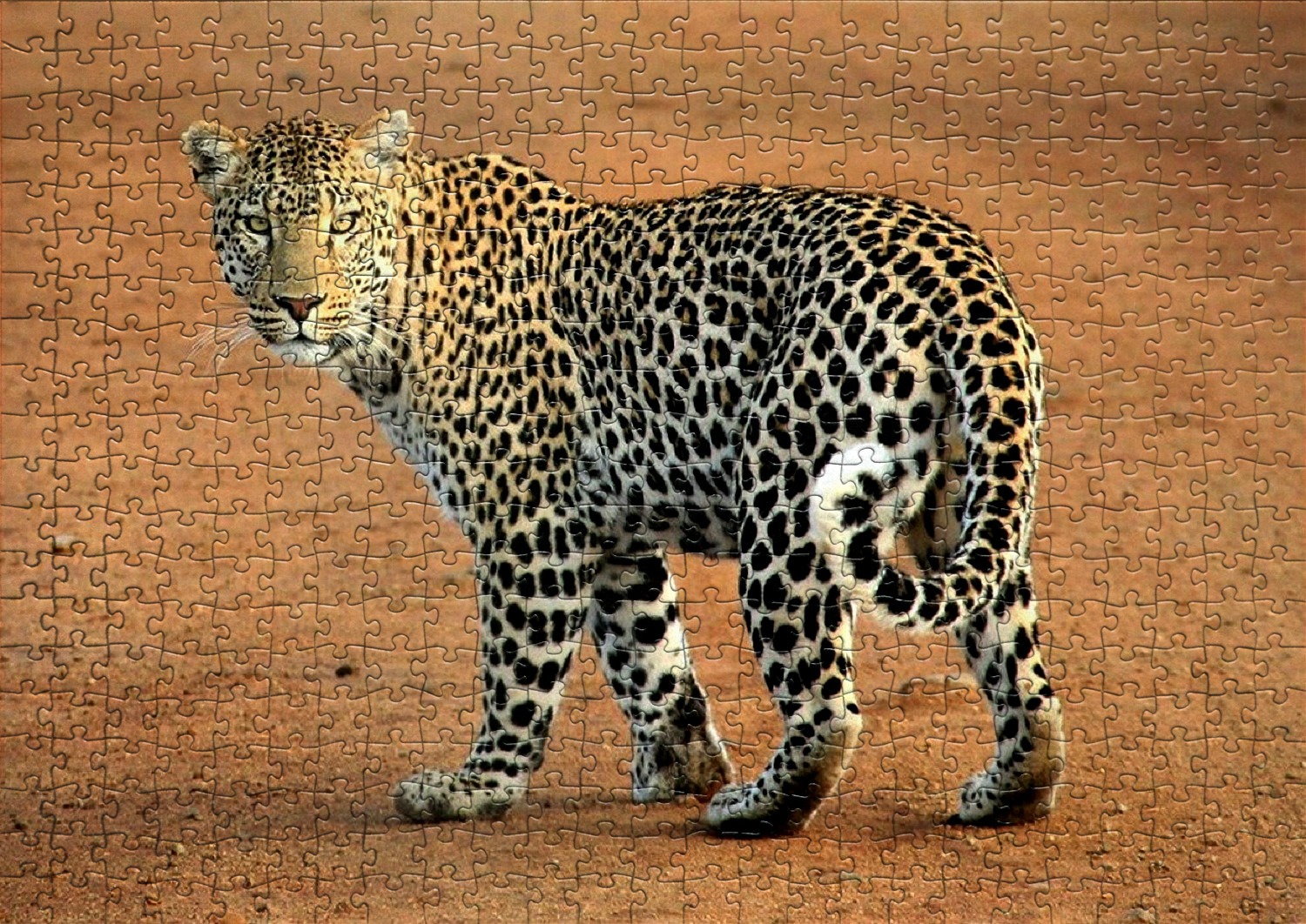 Les léopards en puzzles