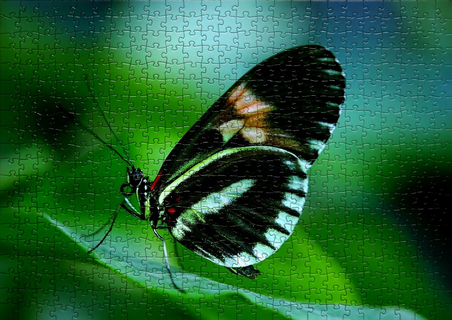 Les papillons en puzzles