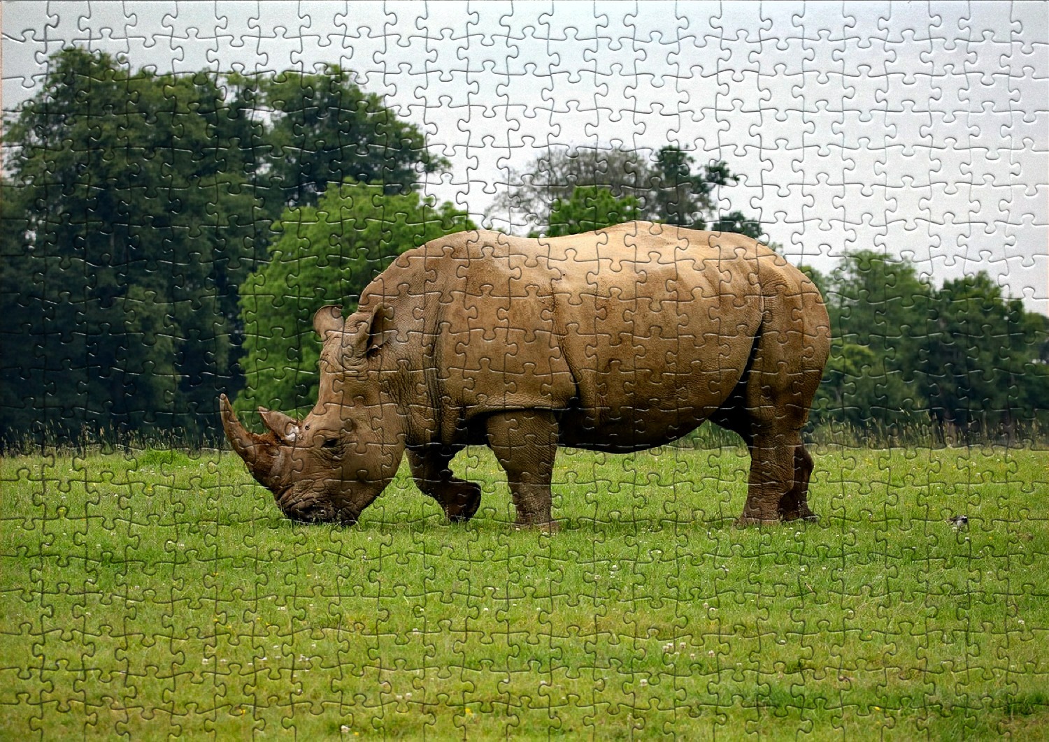 Les rhinocéros en puzzles
