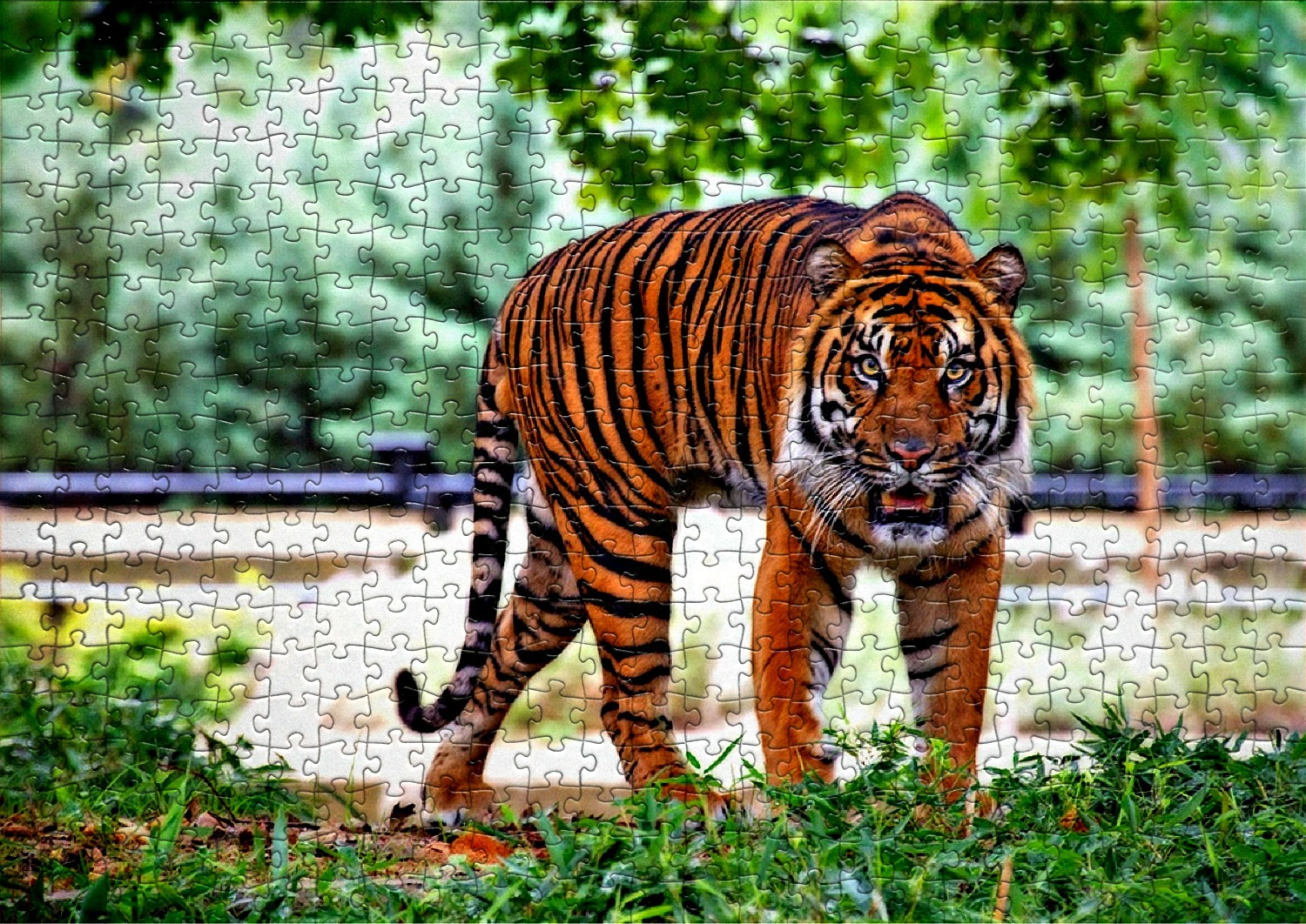 Les tigres en puzzles