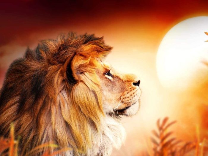 Lion au Coucher du Soleil 1000 Pieces