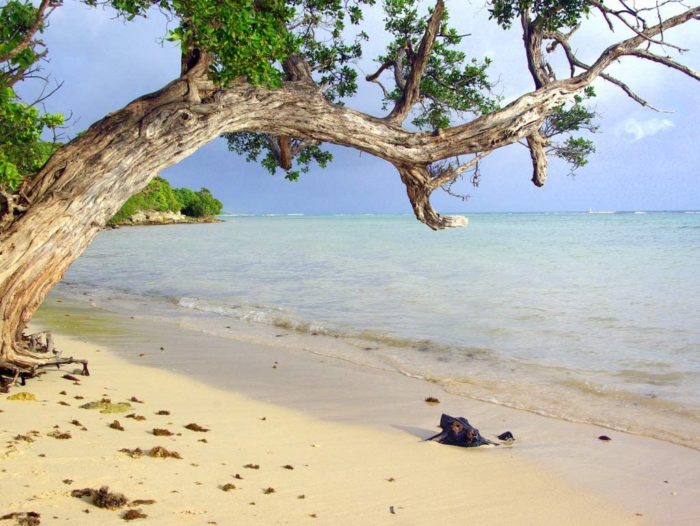 Magnifique plage en Guadeloupe (1000 pièces)