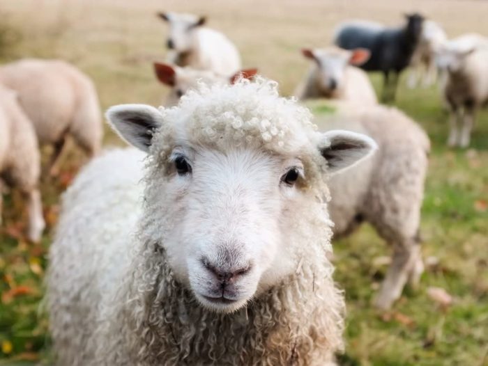Moutons en Irlande 100 Pieces