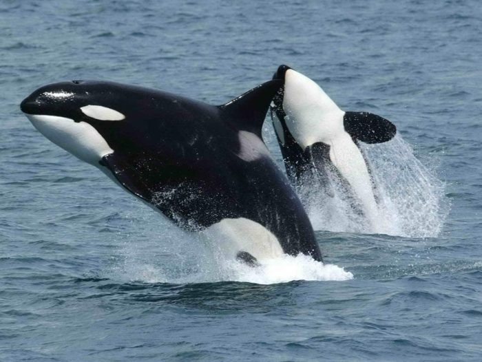 Orcas 1000 Pieces