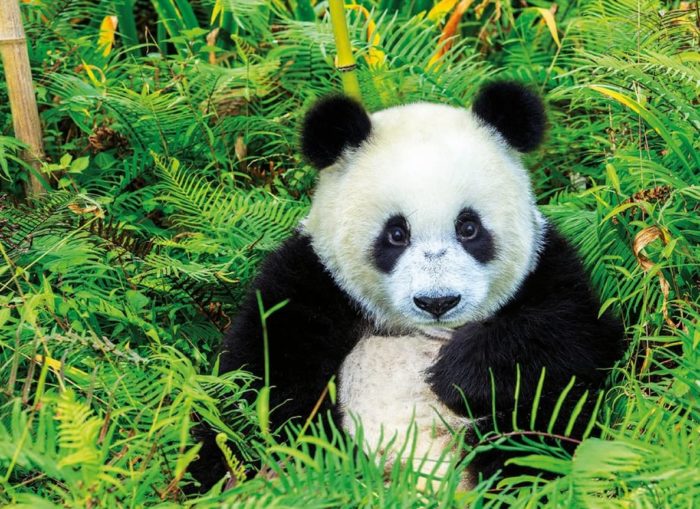 Panda educa 500 pièces