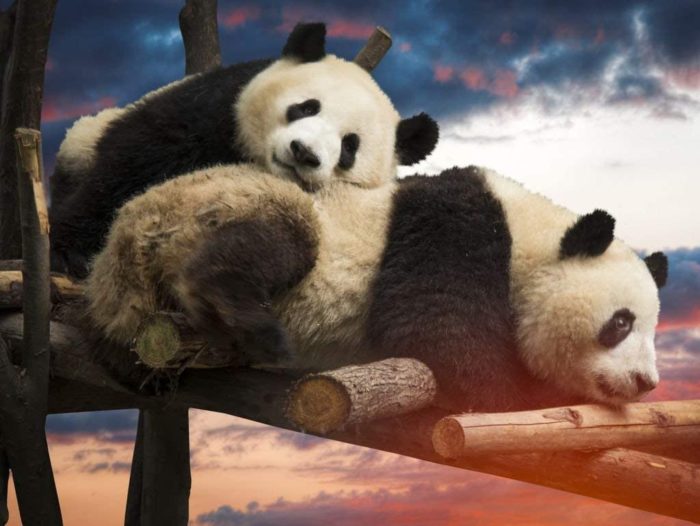 Pandas 1000 Pieces