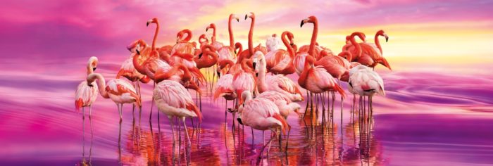 Panoramique Puzzle - Flamingo Danse - 1000 Pièces