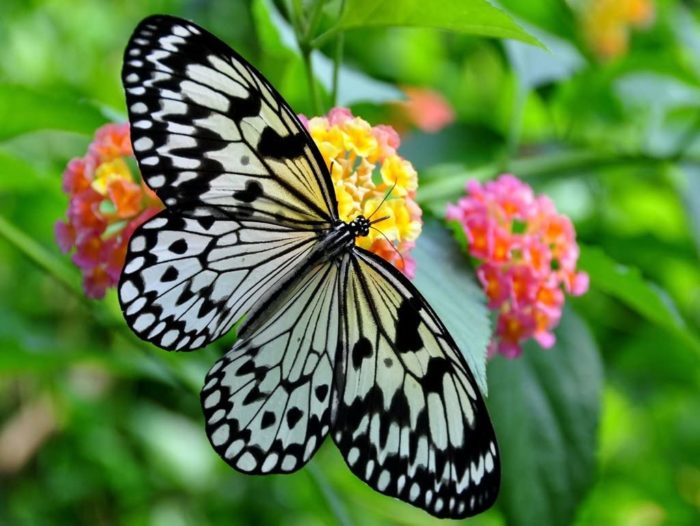 Papillon 1000 Pieces 1