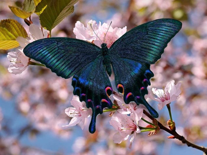 Papillon Noir 100 Pieces