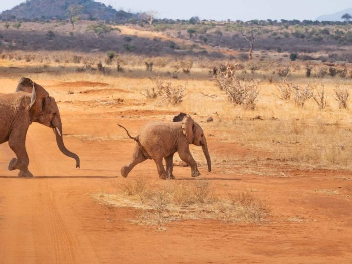 Paysage de Safari d'éléphant 1000 Pieces