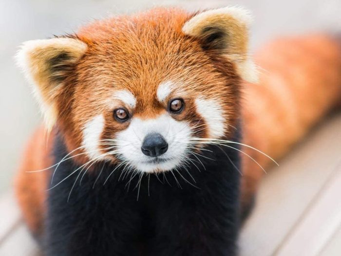 Petit Panda Panda Rouge 100 Pieces