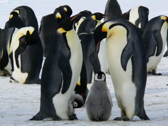 Pingouins 100 Pieces