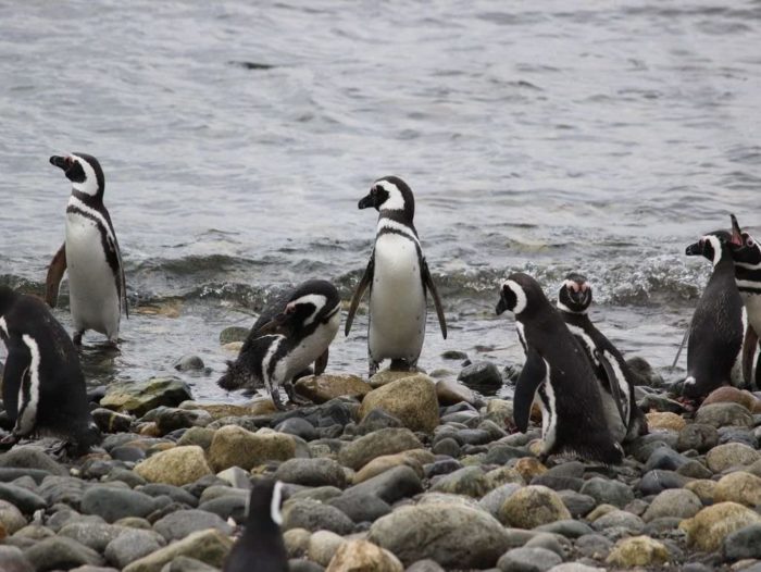 Pingouins 500 Pieces