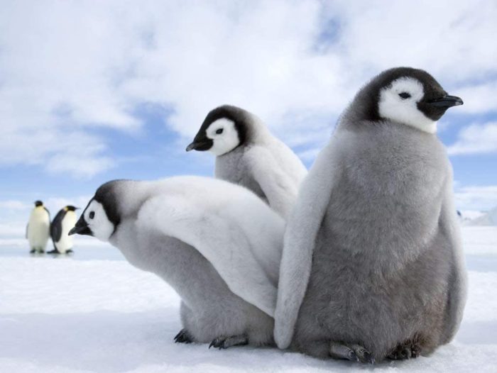 Pingouins et Manchots empereurs 100 Pieces