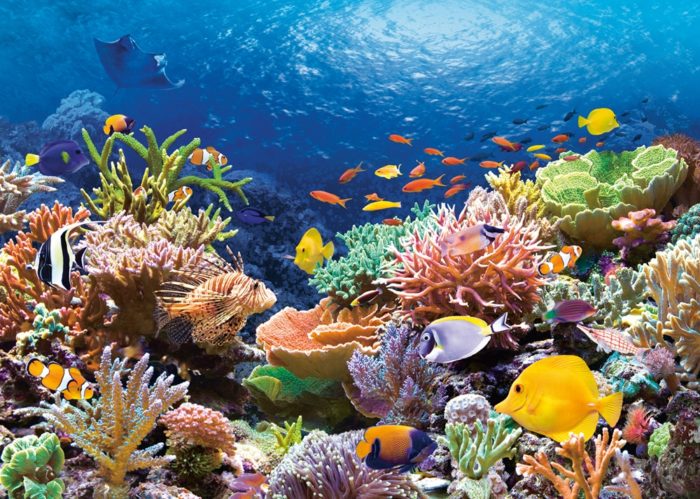 Poissons dans Récif Corallien - 1000 Pièces