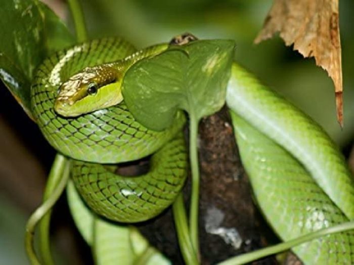 Serpent ratier des mangroves 1000 pièces