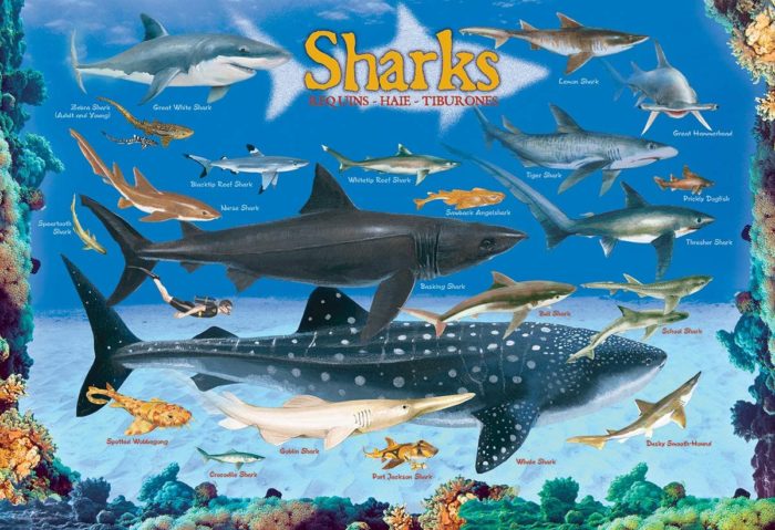 Sharks Mo Puzzle (100 pièces)