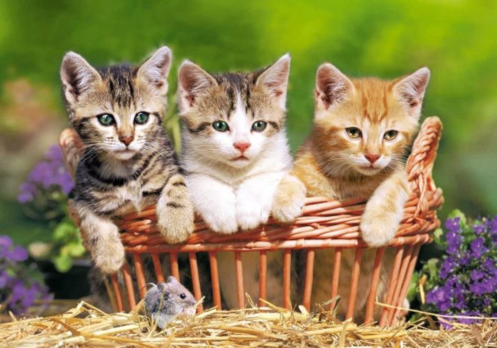 Three Lovely Kittens Puzzle, 500 pièces