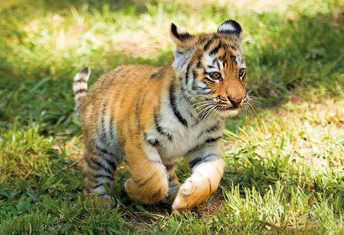 Tigre WWF - 104 Pièces