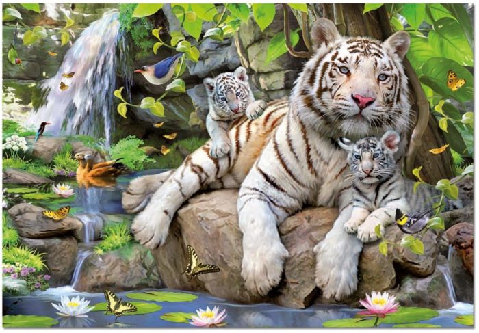 Tigres Blancs du Bengale