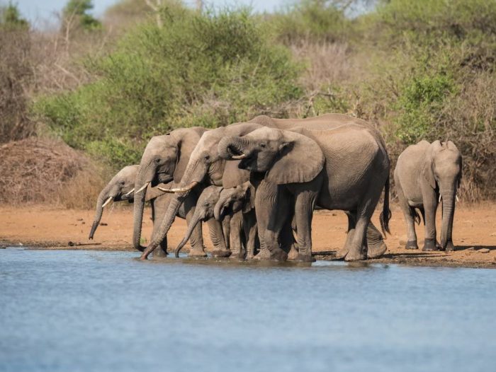 Troupeau d'éléphants dans Le Parc National Kruger 1000 Pieces