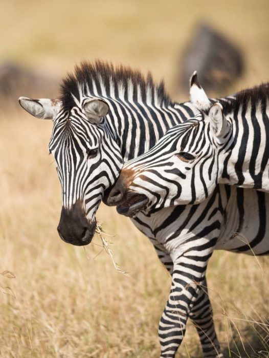 Zèbres dans Le Parc National du Serengeti 1000 Pieces