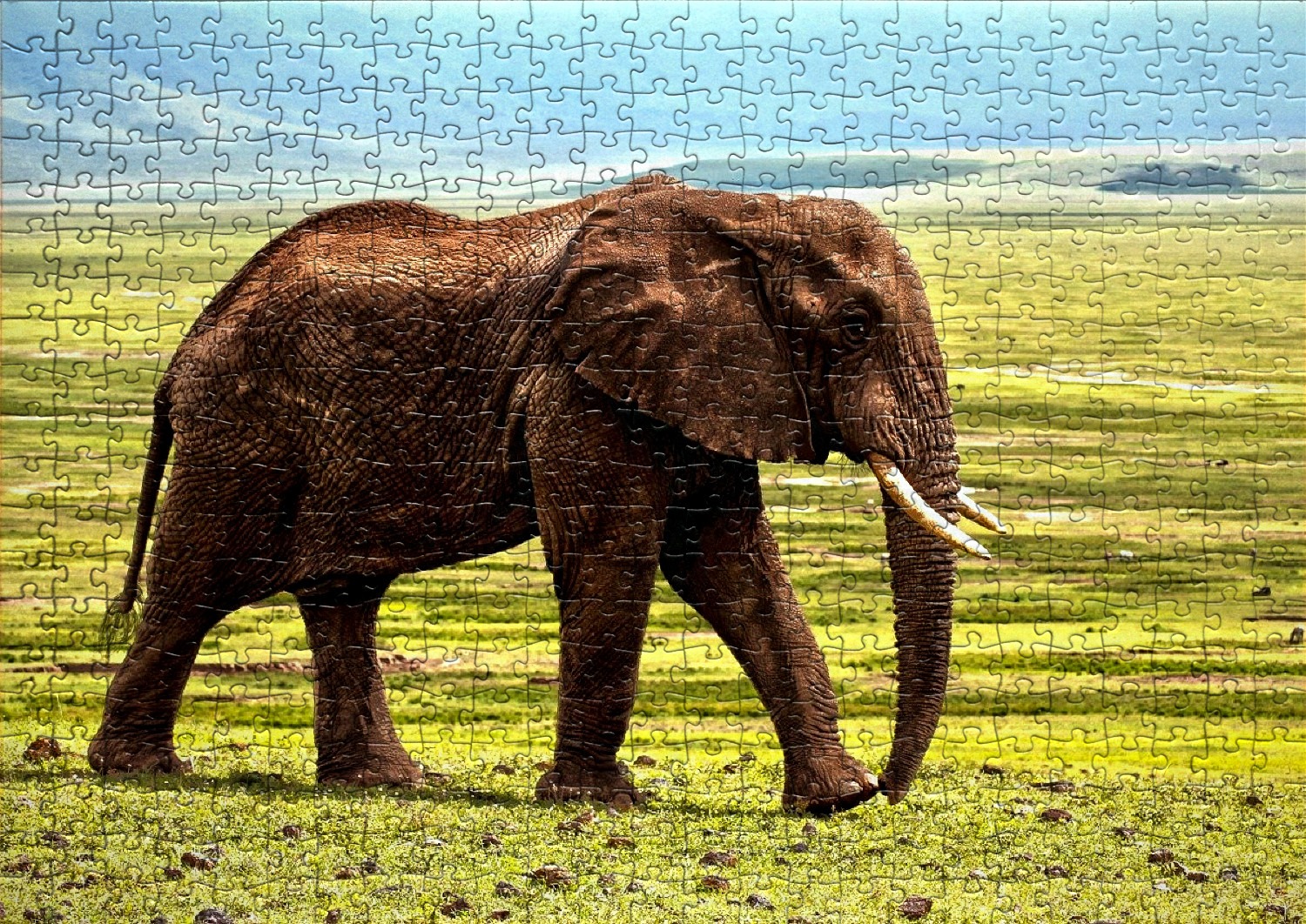 Les animaux de la savane et de la jungle en puzzles
