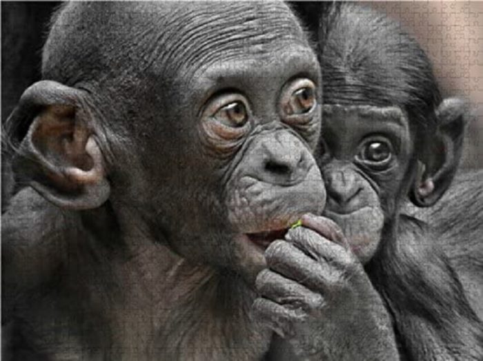 bébés bonobos 1000 pièces
