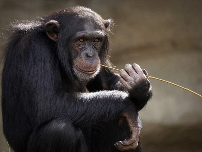 chimpanzé avec brindille 500 Pieces