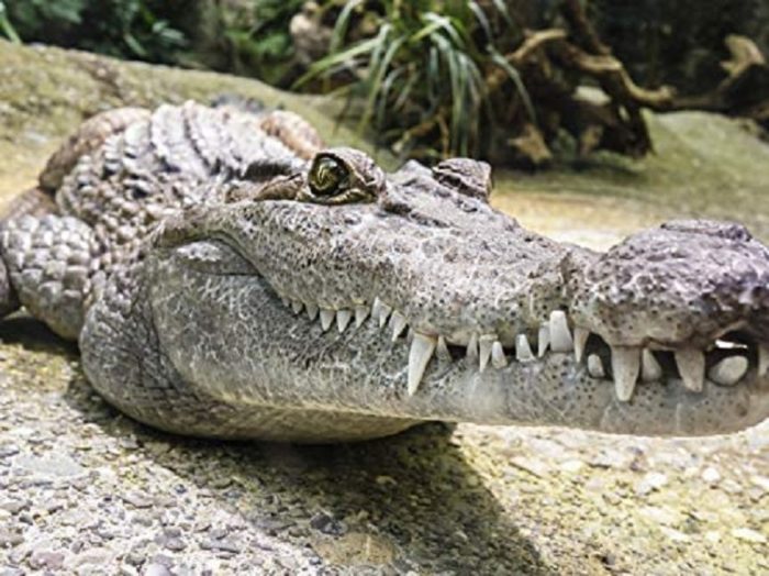 crocodile 1000 pièces