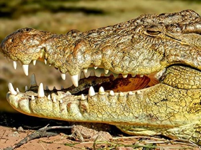 crocodile 1000 pièces