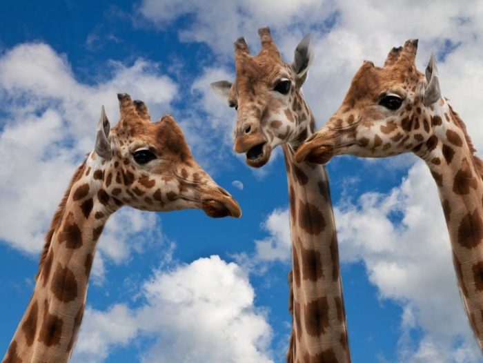 girafes 1000 Pieces