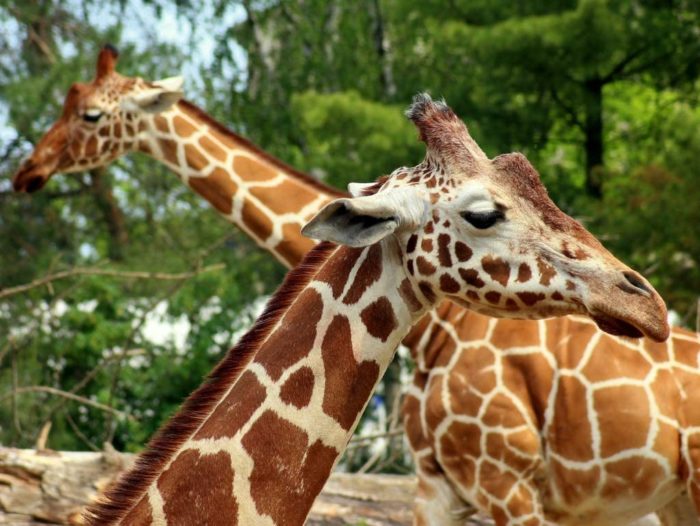 girafes 500 Pieces