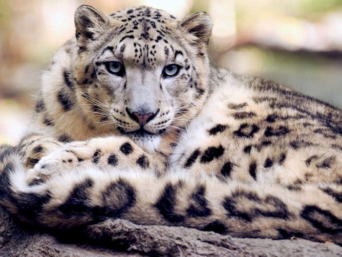 léopard des neiges 1000 Pieces 1