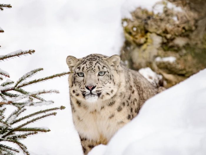 léopard des neiges 1000 Pieces
