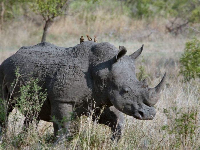 rhinocéros 1000 Pieces