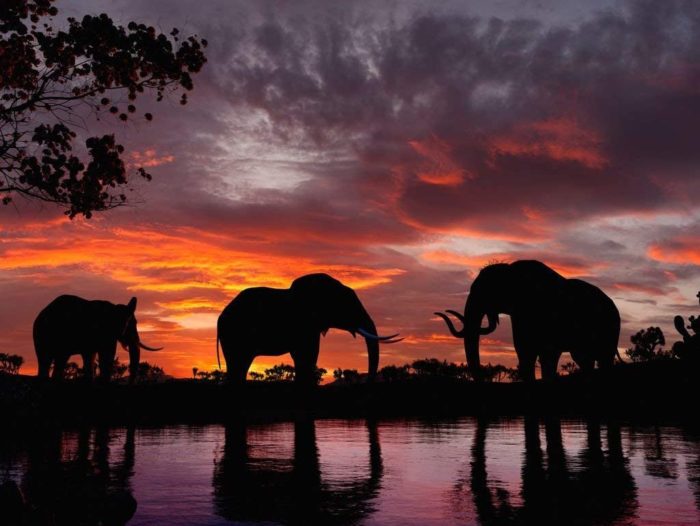 Éléphants au Coucher du Soleil sur Une rivière 100 Pieces