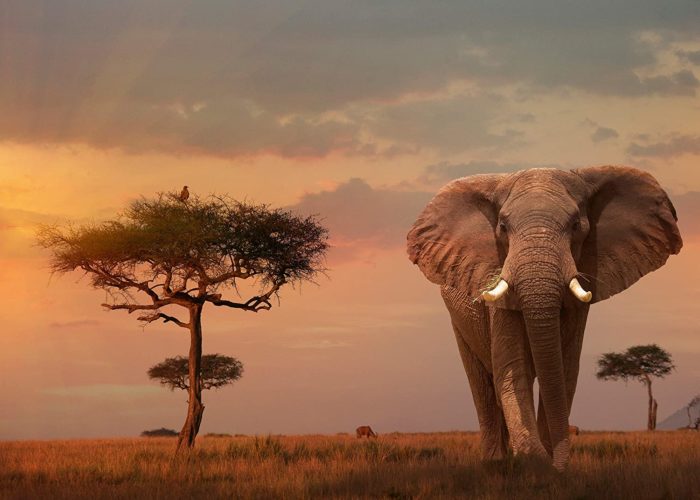 éléphant du Maïs Mara 1000 pièces