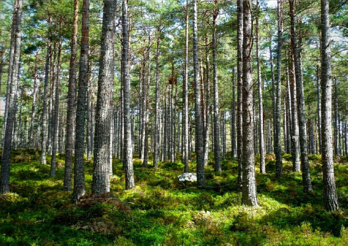 Les forêts - Liste de 44 puzzles